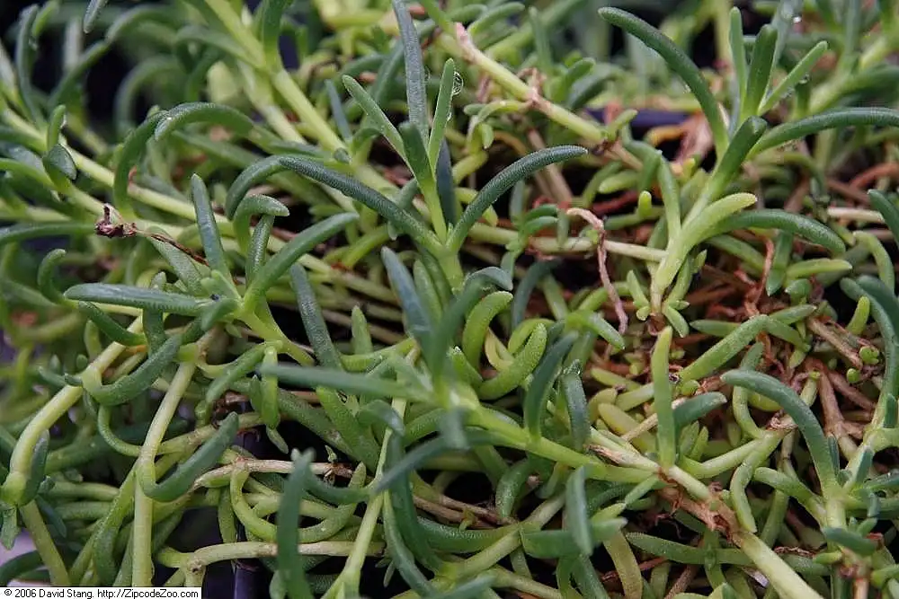 Photo of Delosperma cooperi - Leaves:David J. Stang