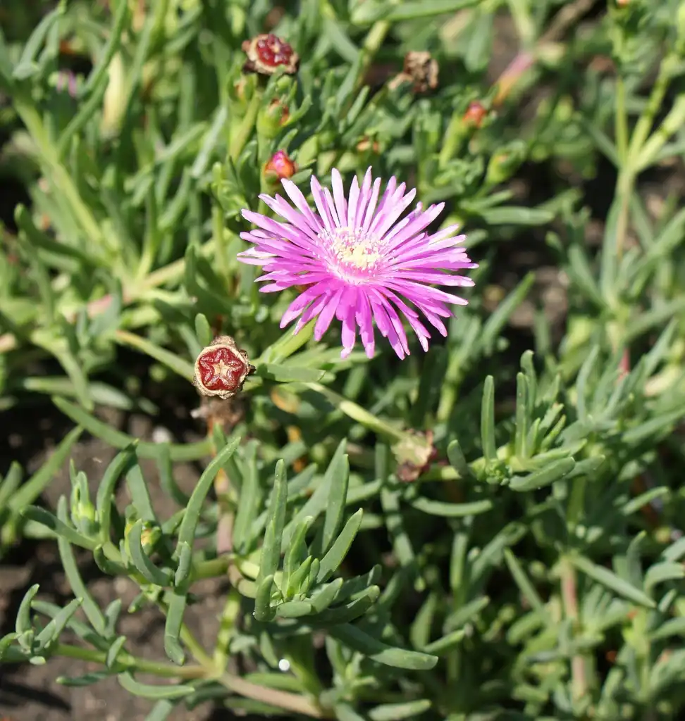 Photo of Delosperma cooperi - Leaves:Krzysztof Ziarnek, Kenraiz