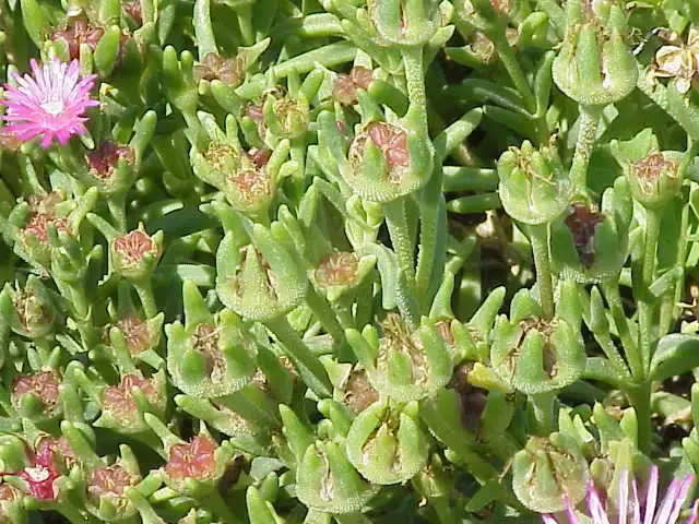 Photo of Delosperma cooperi - Leaves and buds:Kurt Stuber