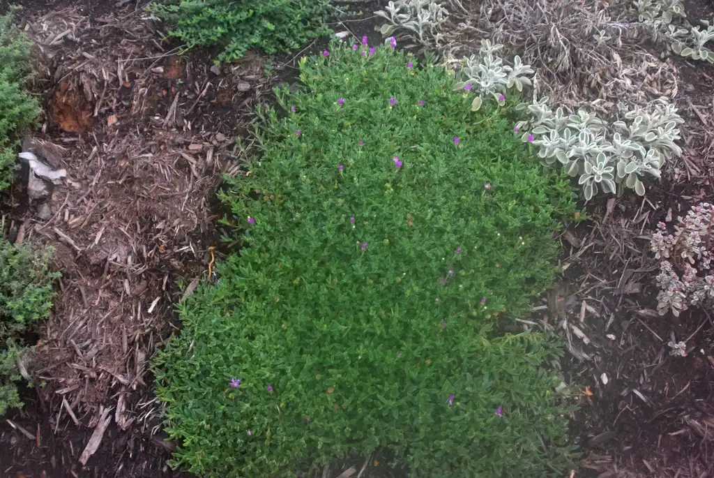Photo of Delosperma cooperi - 'Table Mountain' Form:Jim Robbins