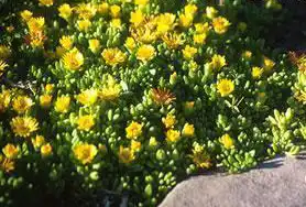 Photo of Delosperma nubigenum (Delosperma nubigenums)