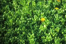 Photo of Delosperma nubigenum (Delosperma nubigenums)