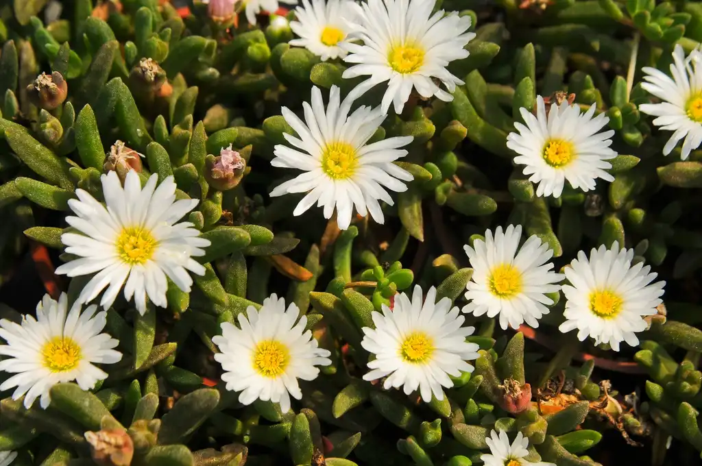 Photo of Delosperma 'Oberg' (Delosperma 'Oberg's)