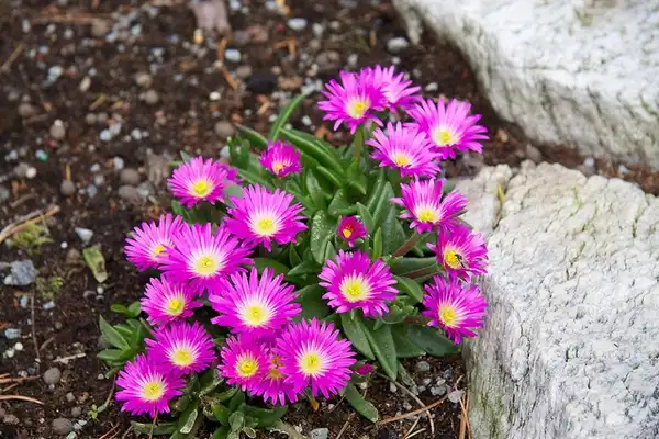 Photo of Delosperma sutherlandii (Delosperma sutherlandiis)