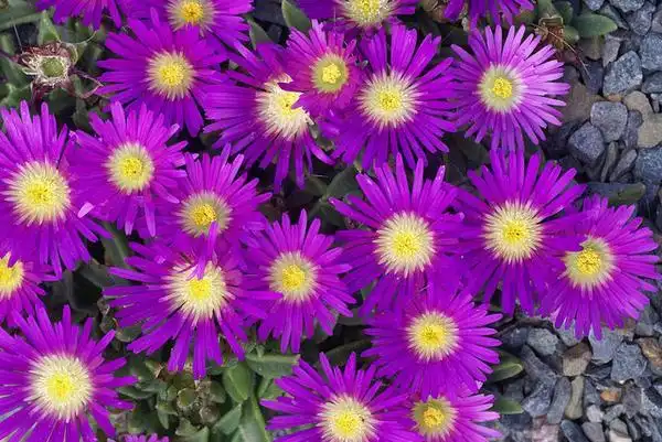 Photo of Delosperma sutherlandii (Delosperma sutherlandiis)