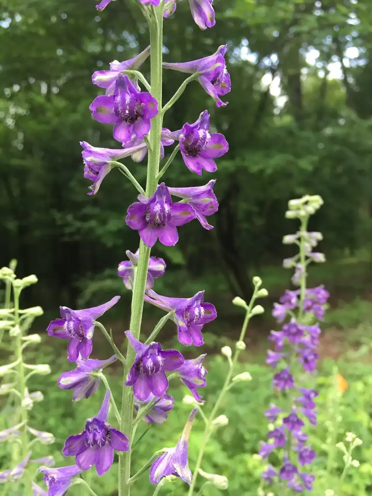 Photo of Delphinium exaltatum (Delphinium exaltatums)