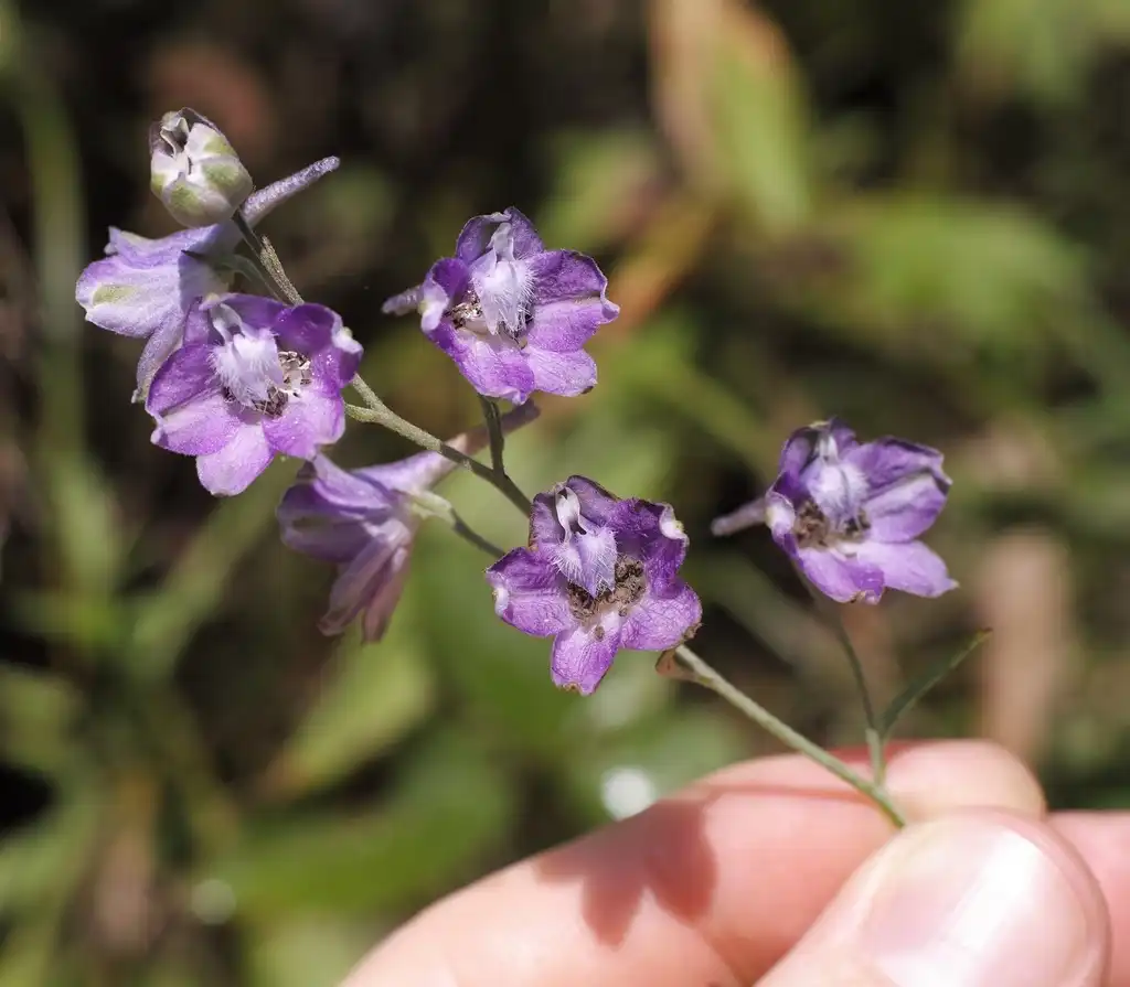 Photo of Delphinium exaltatum (Delphinium exaltatums)