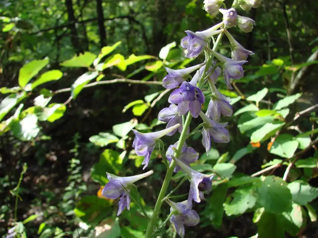 Photo of Delphinium exaltatum - Lighter flower color:theo_witsell