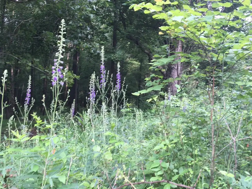 Photo of Delphinium exaltatum - Native habitat:Alan Weakley