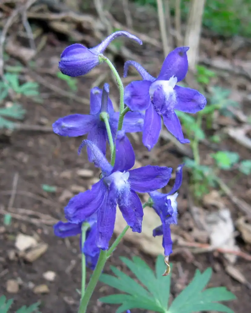 Фото Delphinium tricorne (Delphinium tricornes)