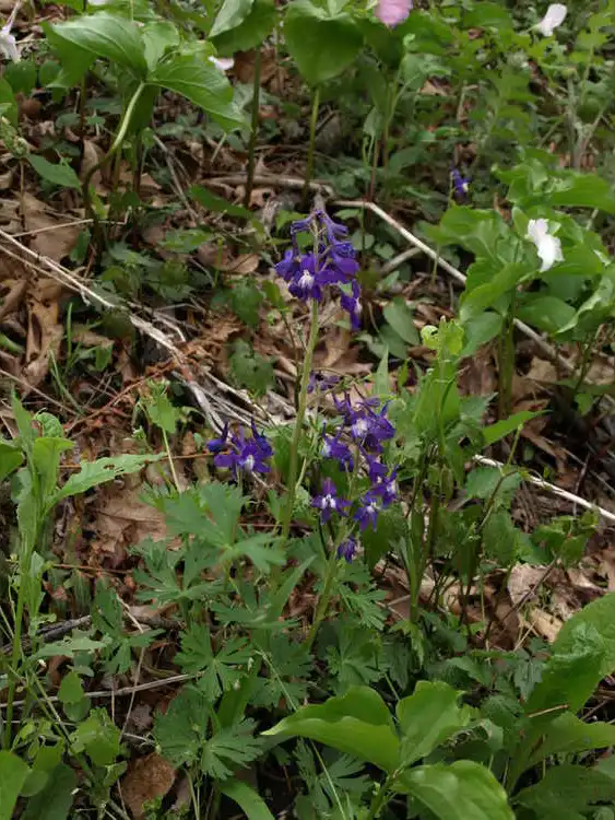 Фото Delphinium tricorne (Delphinium tricornes)