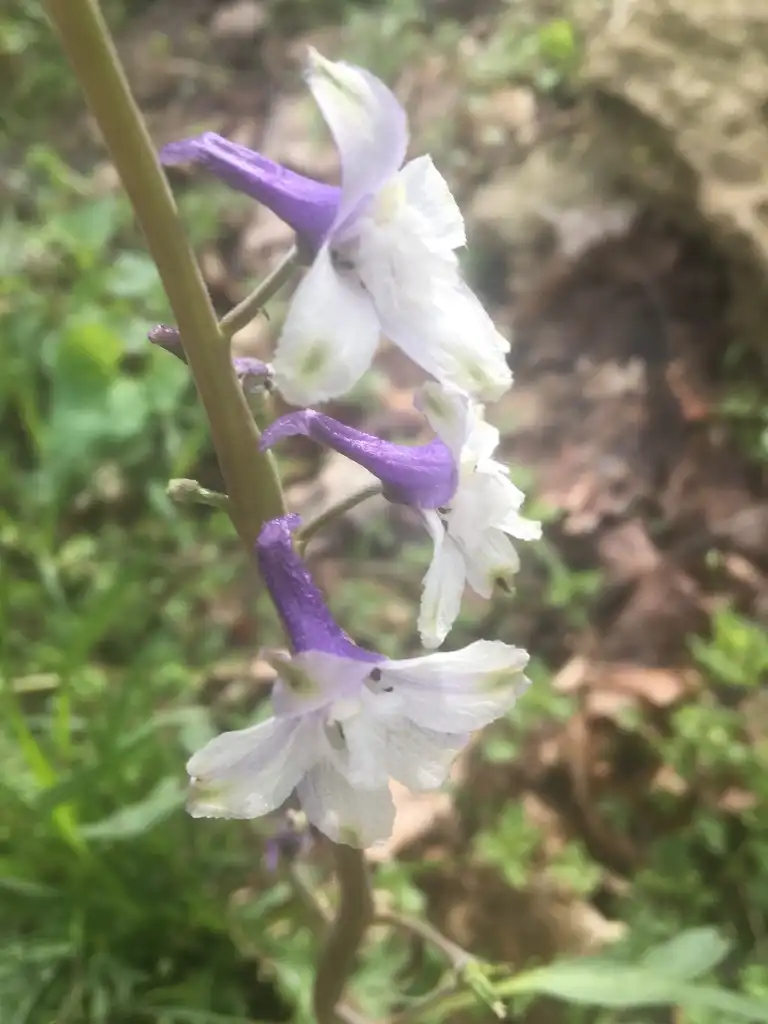 Фото Delphinium tricorne - White and purple flower:Kate McConnell