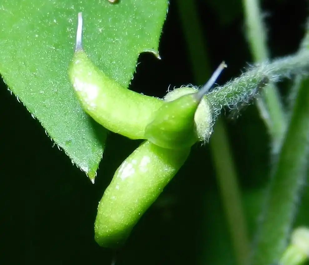 Фото Delphinium tricorne - Fruit:Jonathan (JC) Carpenter
