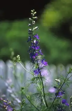 Foto de Delphinium (Delphiniums)