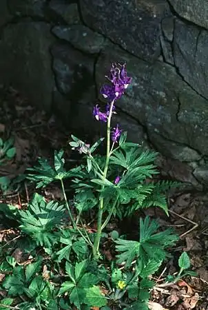 Foto de Delphinium (Delphiniums)