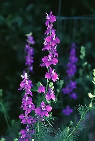 Foto de Delphinium - :