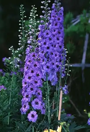 Foto de Delphinium - :