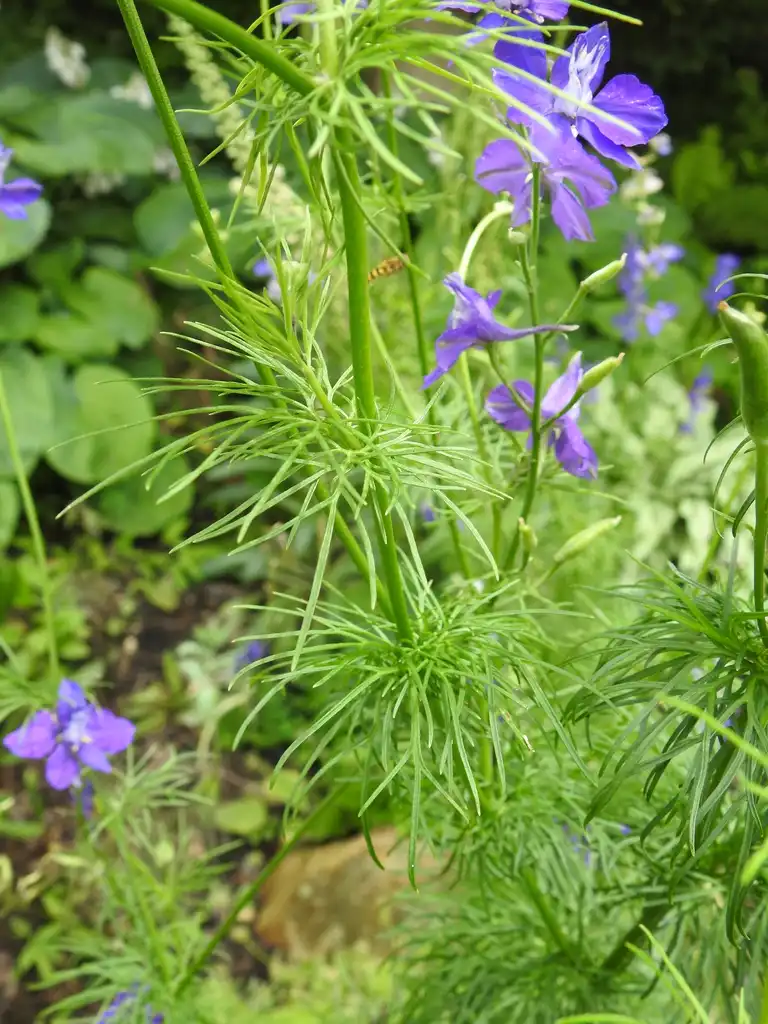 Foto de Delphinium - Delphinium spp. foliage:Kathleen Moore