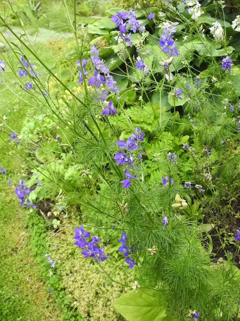 Foto de Delphinium - Delphinium spp.:Kathleen Moore