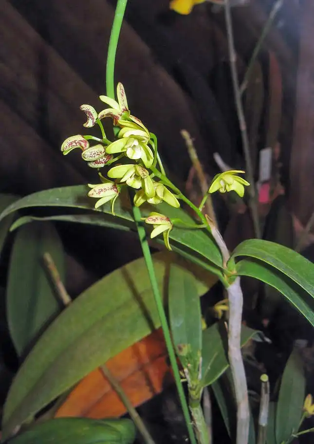 Photo of Dendrobium gracilicaule (Dendrobium gracilicaules)