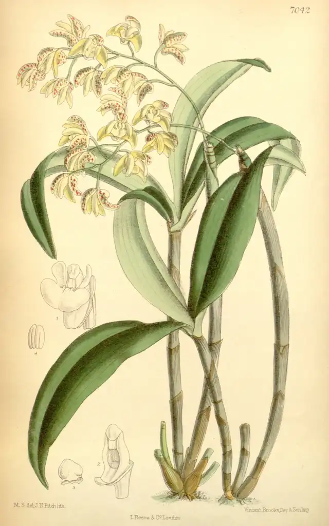 Photo of Dendrobium gracilicaule (Dendrobium gracilicaules)