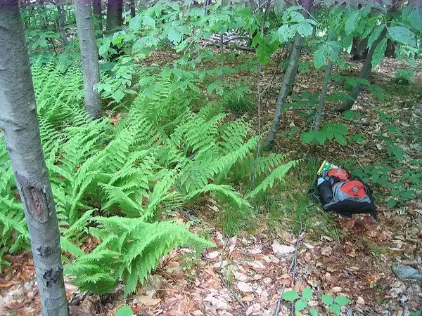 Photo of Dennstaedtia punctilobula (Dennstaedtia punctilobulas)
