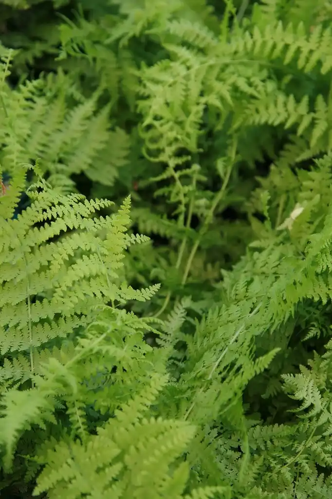 Photo of Dennstaedtia punctilobula (Dennstaedtia punctilobulas)