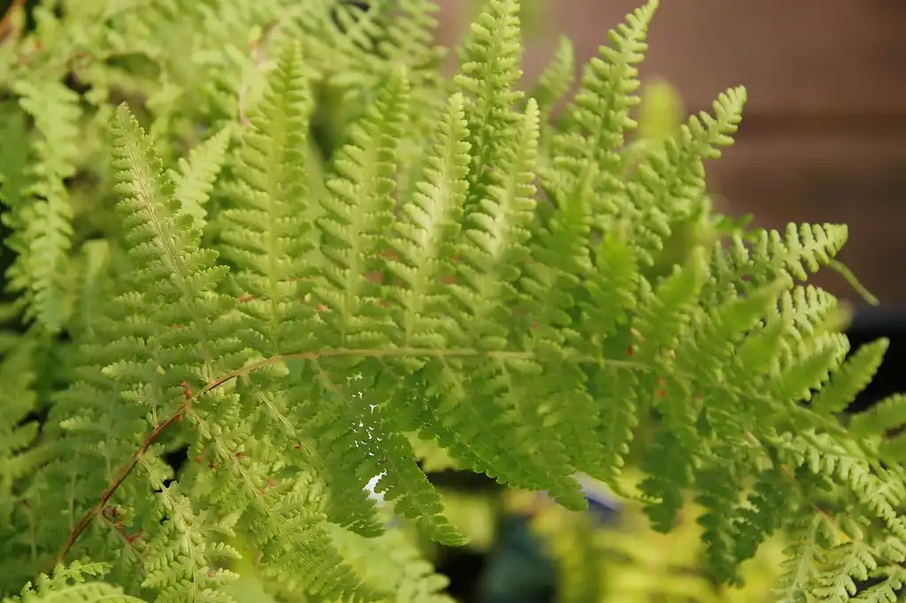Photo of Dennstaedtia punctilobula - Leaf and branch:David J. Stang