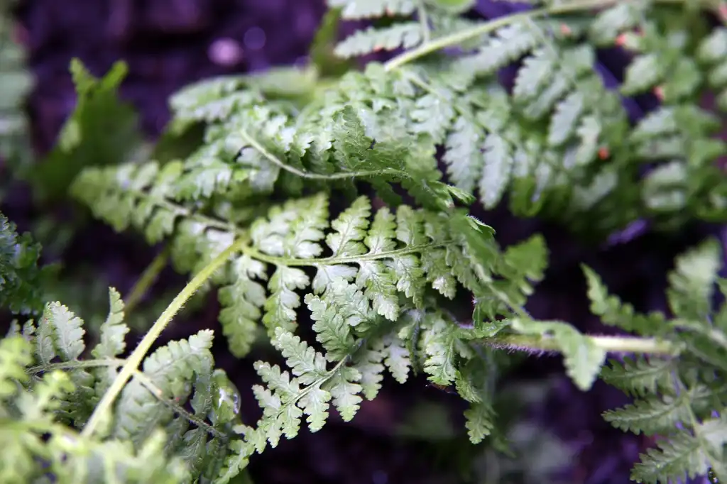 Photo of Dennstaedtia punctilobula - Leaf detail:David J. Stang