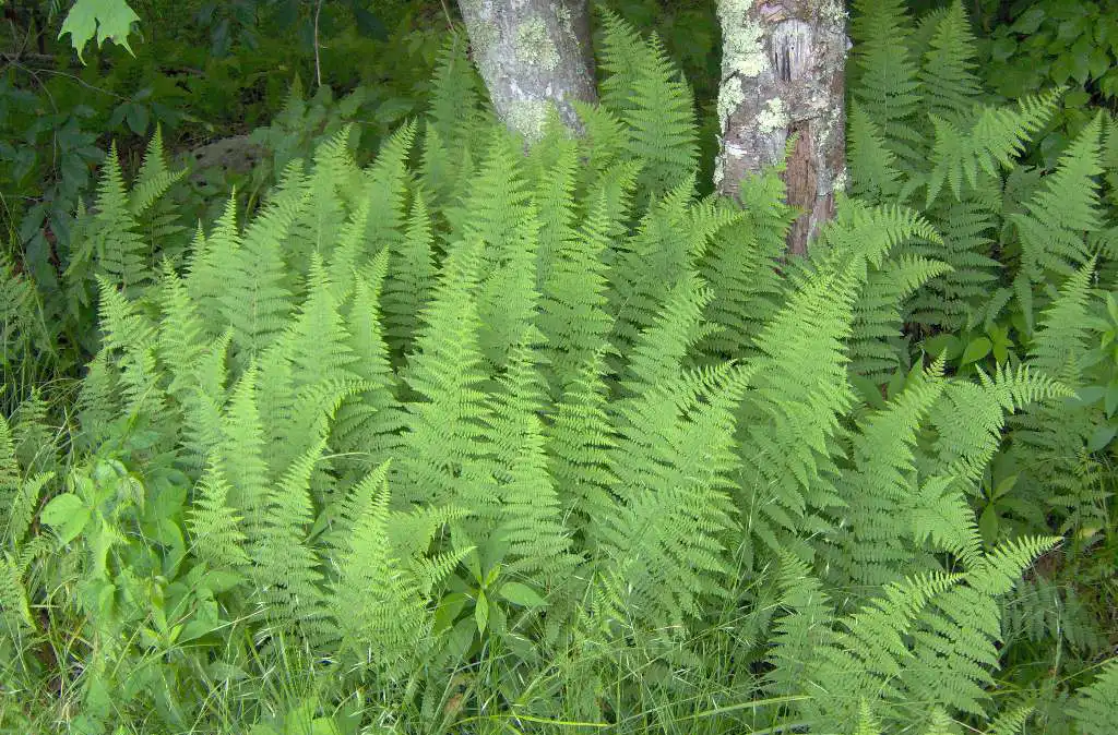 Photo of Dennstaedtia punctilobula - Full form:Jaknouse