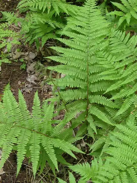 Photo of Deparia acrostichoides (Deparia acrostichoidess)
