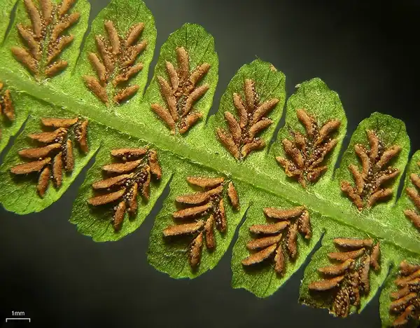Photo of Deparia acrostichoides (Deparia acrostichoidess)