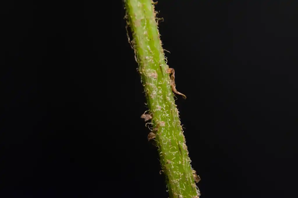 Photo of Deparia acrostichoides - Stem close-up:Wasp32