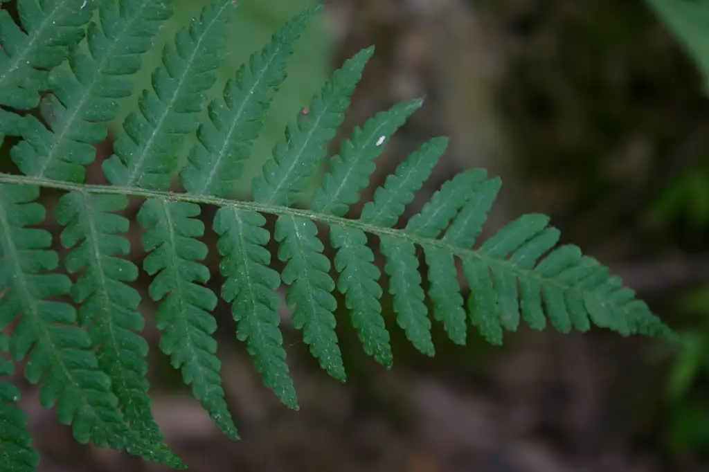 Photo of Deparia acrostichoides - Leaf detail:Wasp32