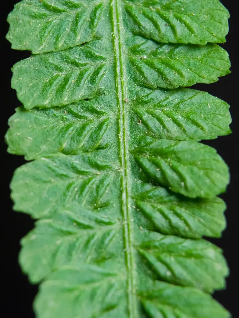 Photo of Deparia acrostichoides - Leaf microscopic image:Wasp32