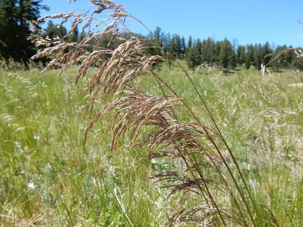 Photo of Deschampsia cespitosa (Deschampsia cespitosas)
