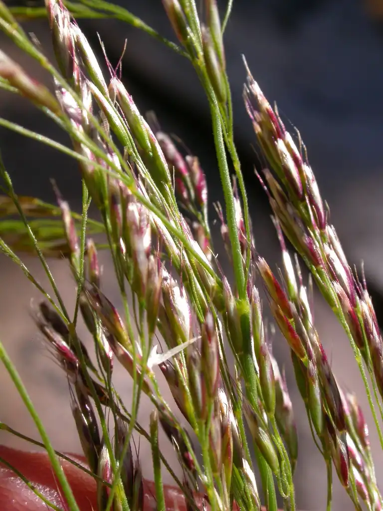 Photo of Deschampsia cespitosa (Deschampsia cespitosas)