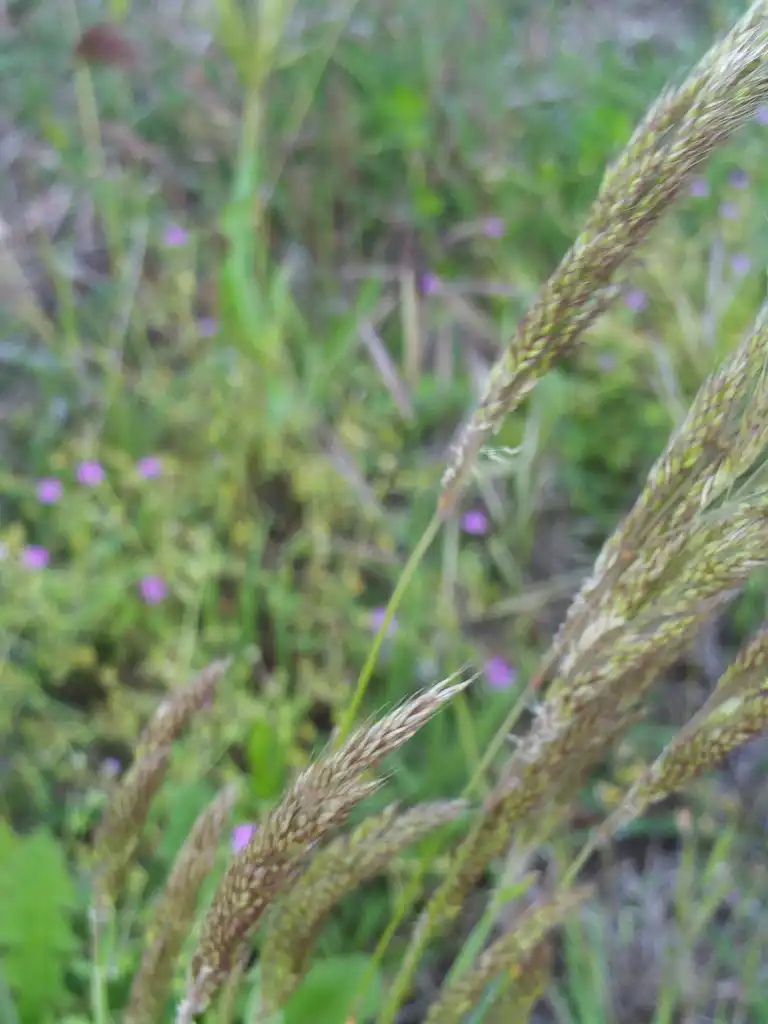 Photo of Deschampsia cespitosa - Fruit:Javier martin