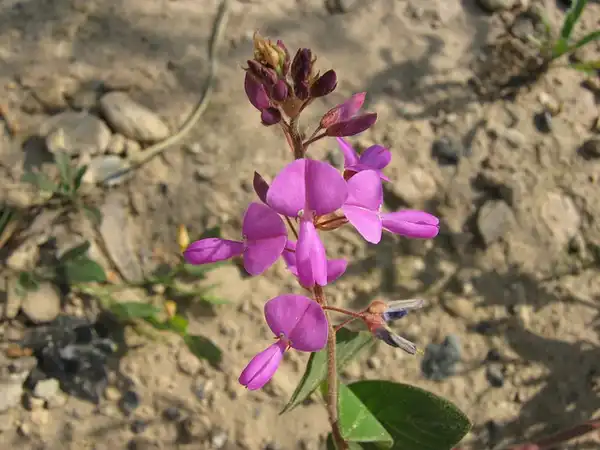 Photo of Desmodium (Desmodiums)