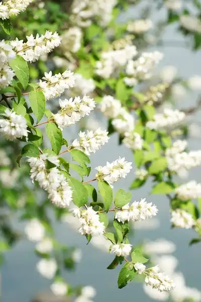 Фото Deutzia crenata (Deutzia crenatas)