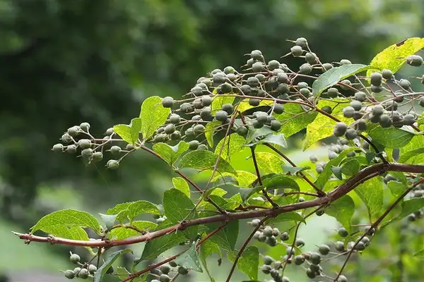 Фото Deutzia crenata (Deutzia crenatas)
