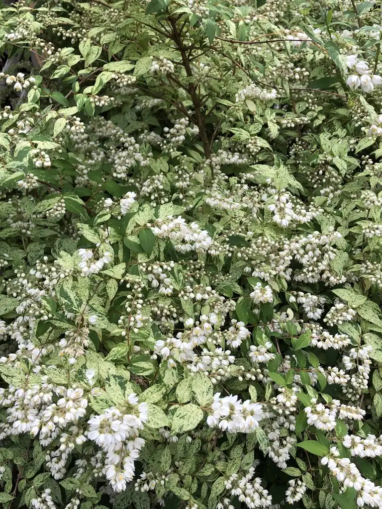 Фото Deutzia crenata - 'Summer Snow' Flower and Leaves (Wake County, NC):Cathy Dewitt