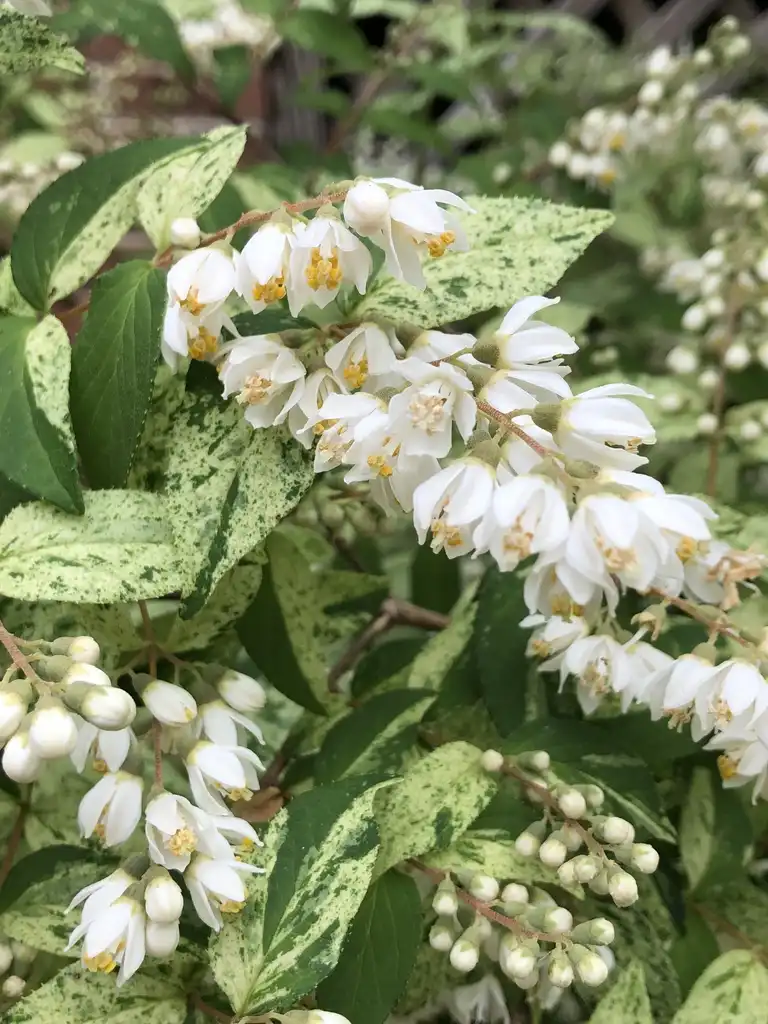 Фото Deutzia crenata - 'Summer Snow' Variegated Leaves close-up (Wake County, NC):Cathy Dewitt