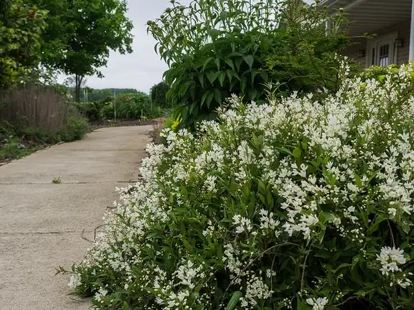 Фото Deutzia gracilis (Deutzia graciliss)