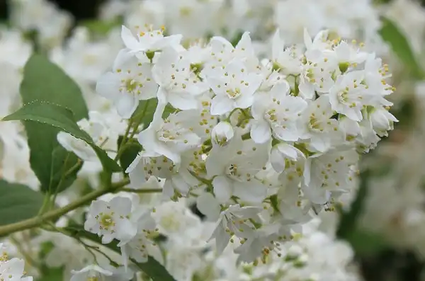 Фото Deutzia gracilis - Deutzia gracilis flower detail:Elsa Blaine