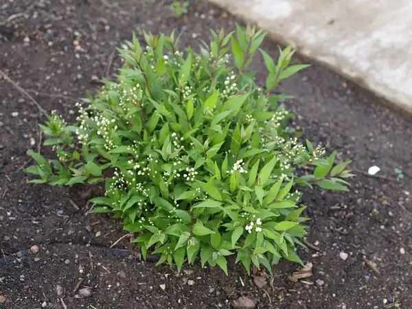 Фото Deutzia gracilis - Deutzia gracilis:F. D. Richards