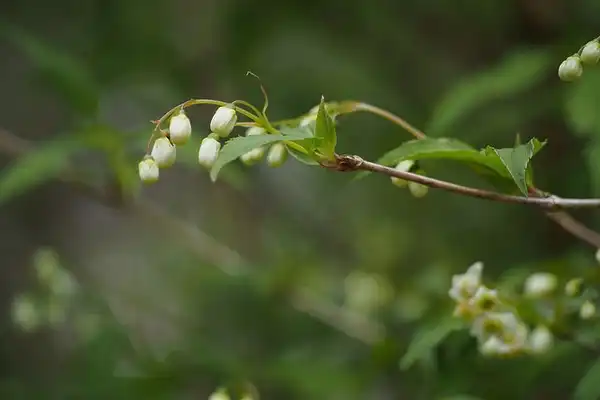 Фото Deutzia gracilis - Deutzia gracilis flower and leaf detail:Harum Koh