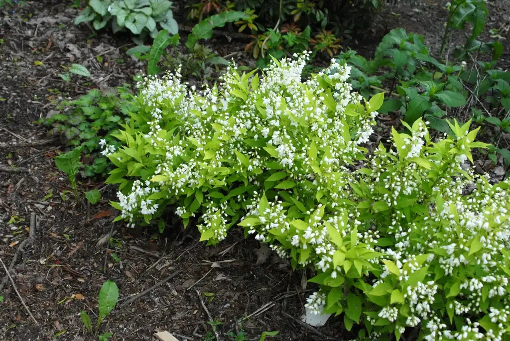 Фото Deutzia gracilis - Deutzia gracilis 'Chardonnay Pearls' Form:Jim Robbins