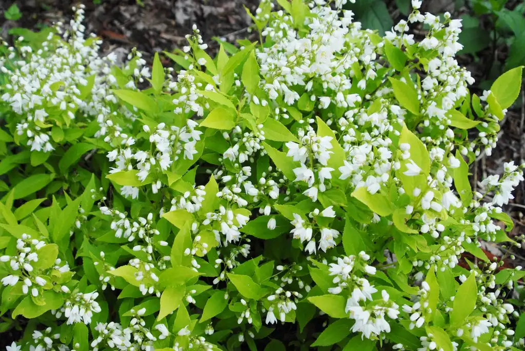 Фото Deutzia gracilis - Deutzia gracilis 'Chardonnay Pearls' Leaves and Flower:Jim Robbins