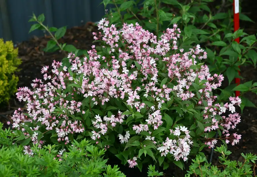 Фото Deutzia 'NCDX2' PPAF (Deutzia 'NCDX2' PPAFs)